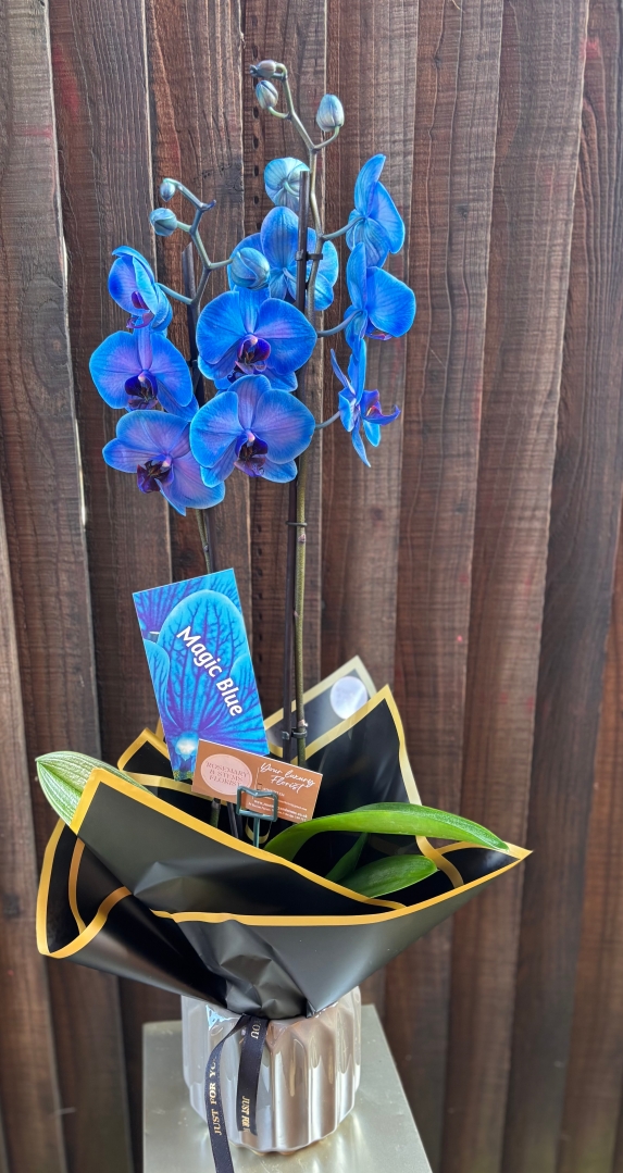 Blue orchid gift