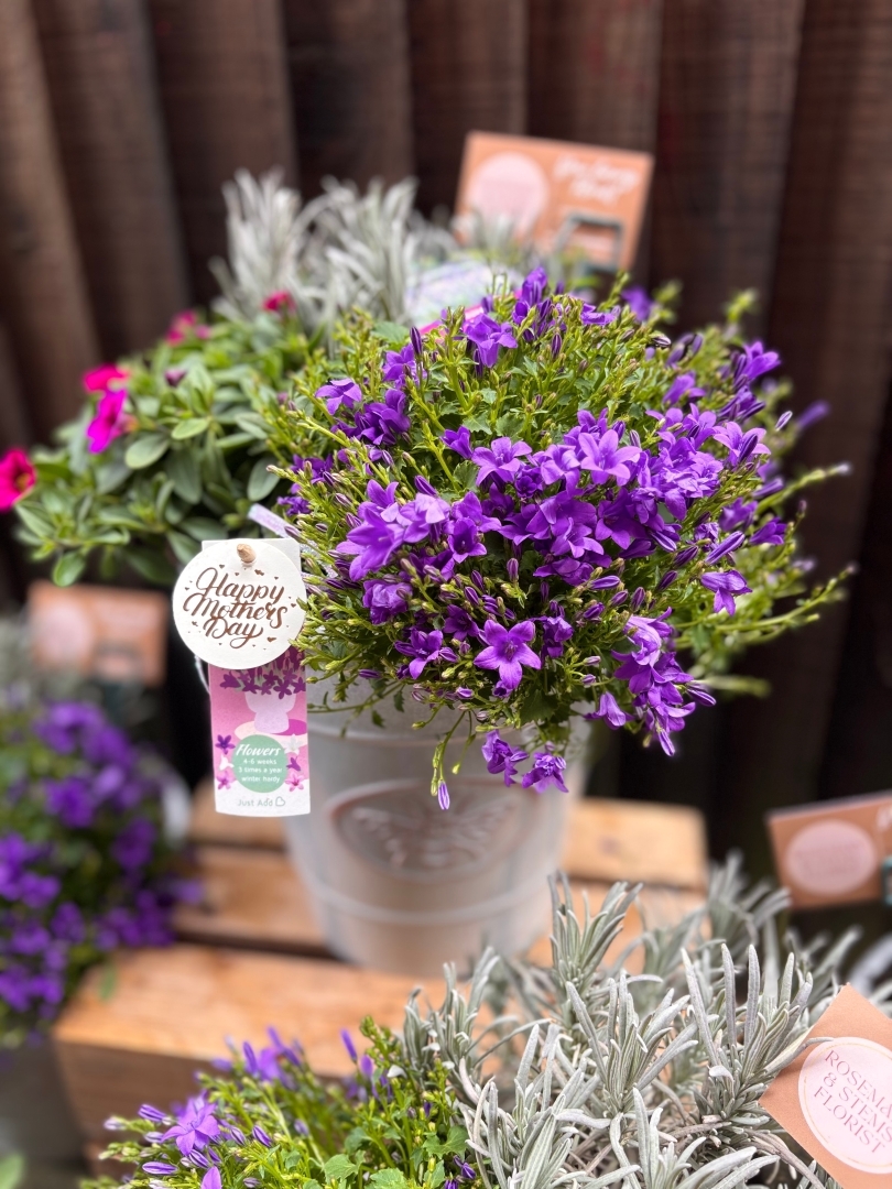 Bee planter