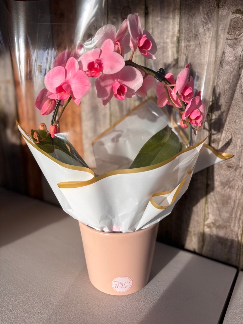 Arching orchid plant