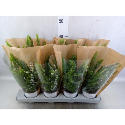 Boston fern