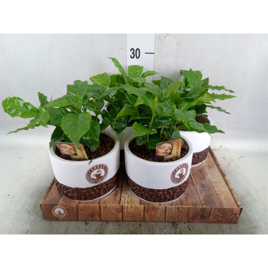 Coffee Aribica Plant