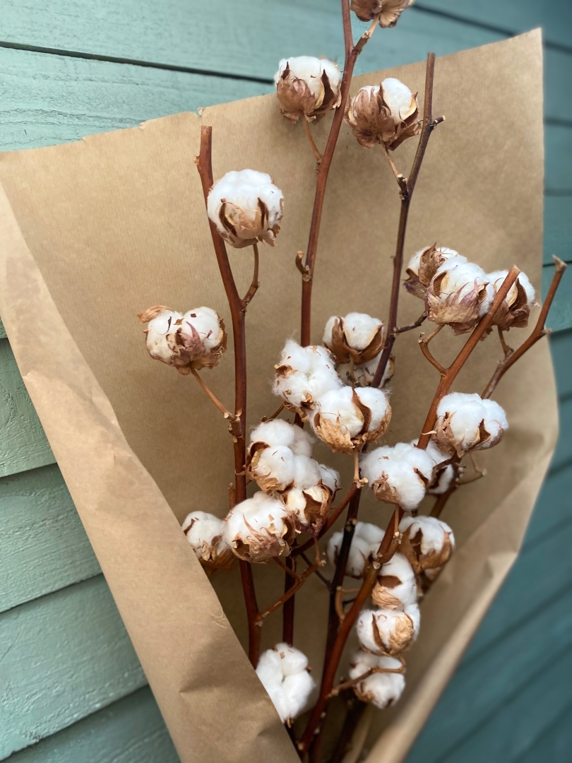 Natural dried cotton stems
