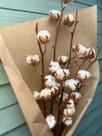 Dried natural cotton stems