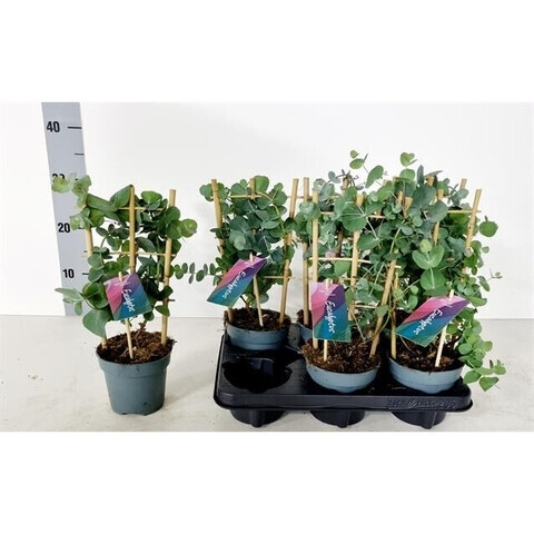 Eucalyptus cinera pot