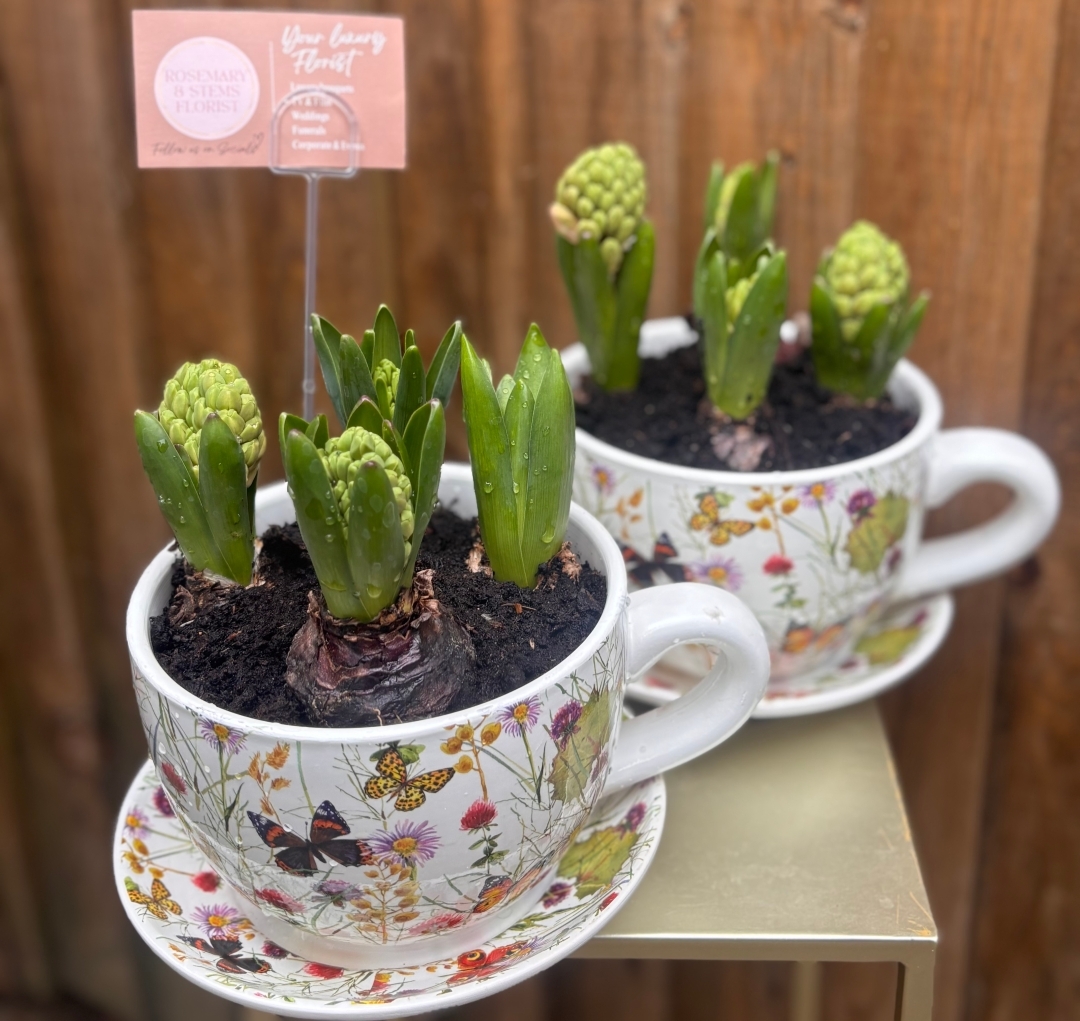 Hyacinth teacup planter