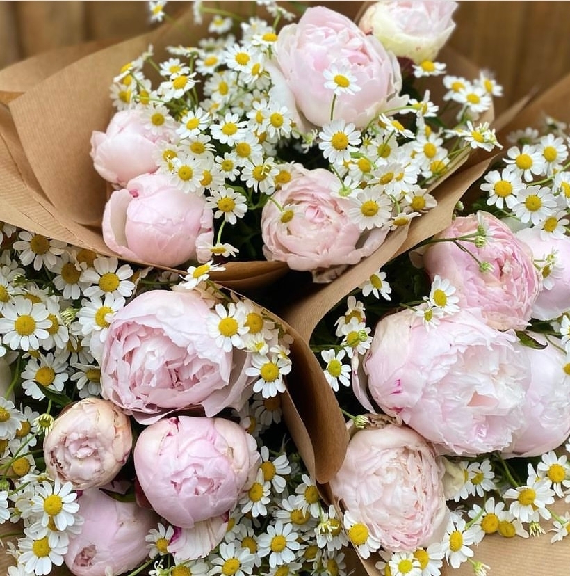 Peony paradise